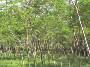 Pohon Sengon